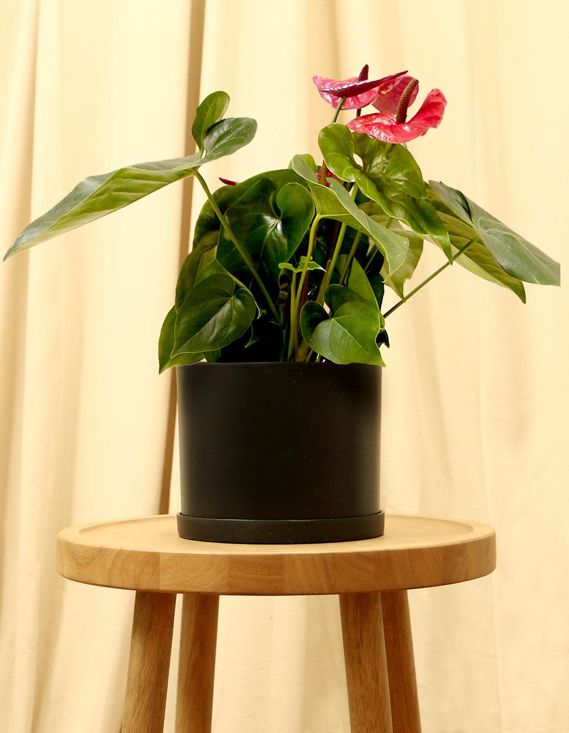 Medium Red Anthurium Tailflower in black pot.