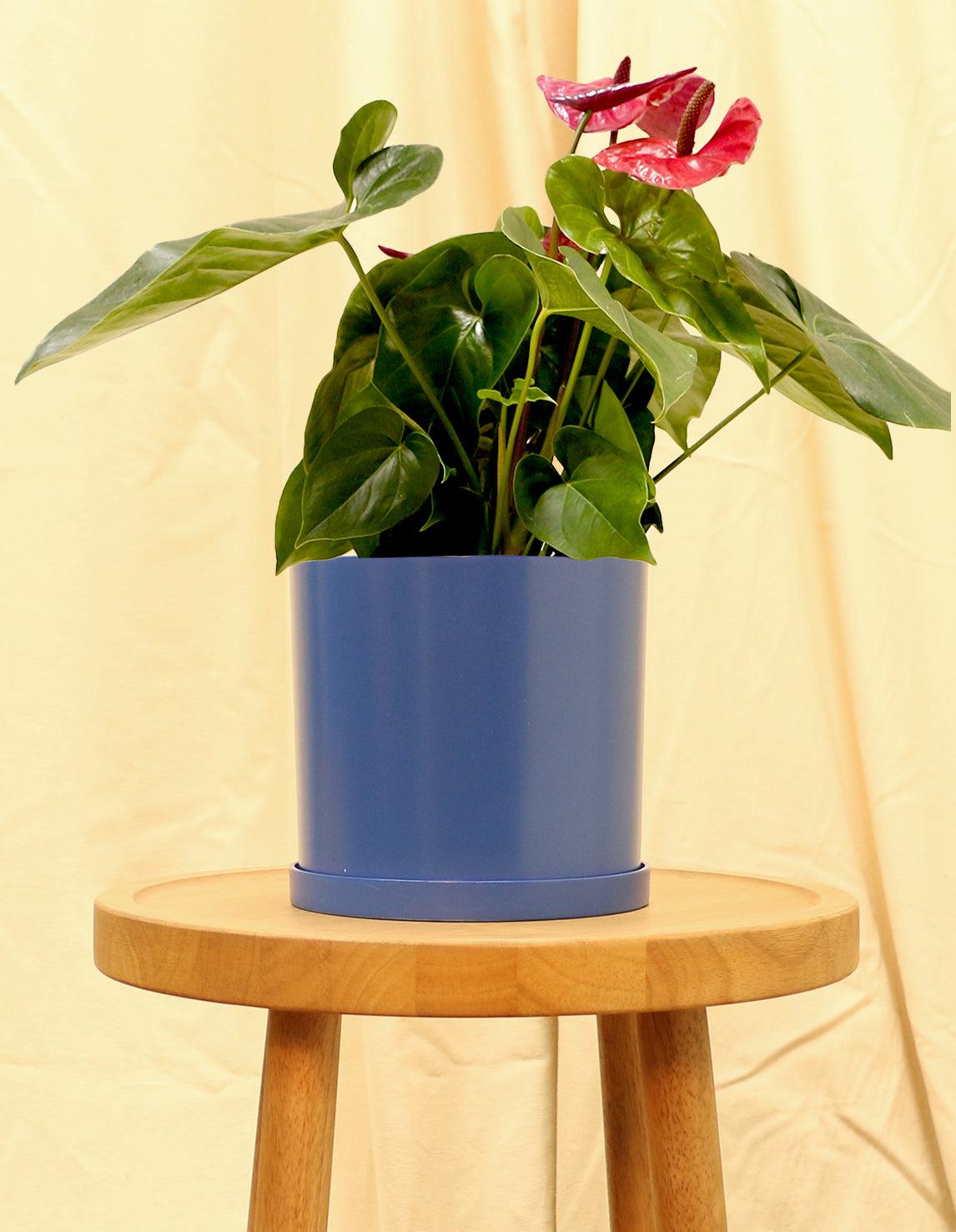 Medium Red Anthurium Tailflower in blue pot.