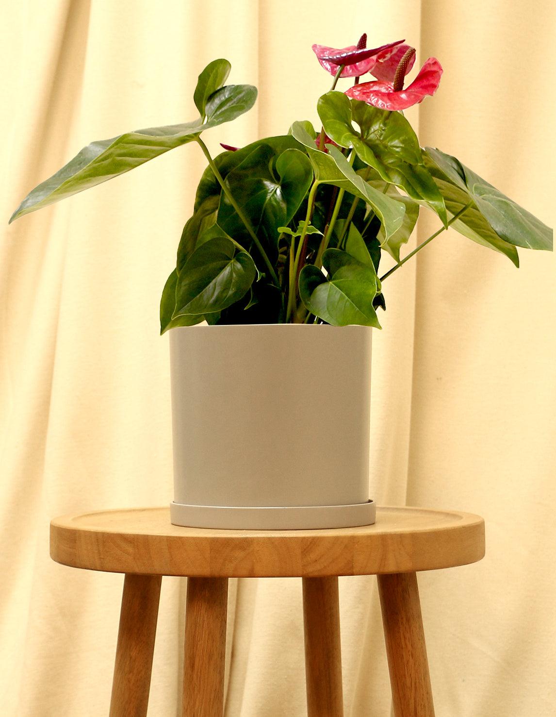 Medium Red Anthurium Tailflower in grey pot.