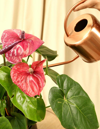 Red Anthurium Tailflower - Plantquility Houseplants 