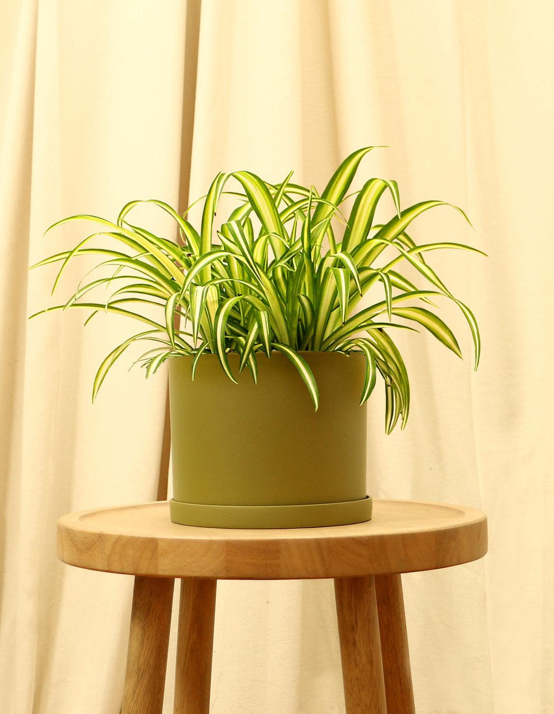 ribbon succulent plant Ribbon Indoor Plant