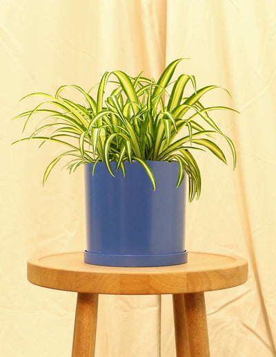 Medium Ribbon Plant in blue pot.