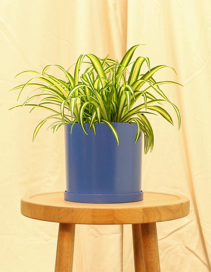 indoor ribbon plant Ribbon Indoor Plant