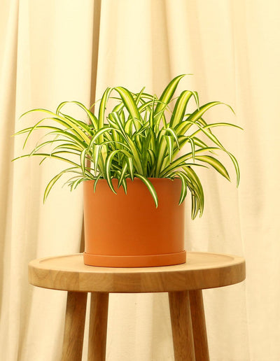Medium Ribbon Plant in orange pot.