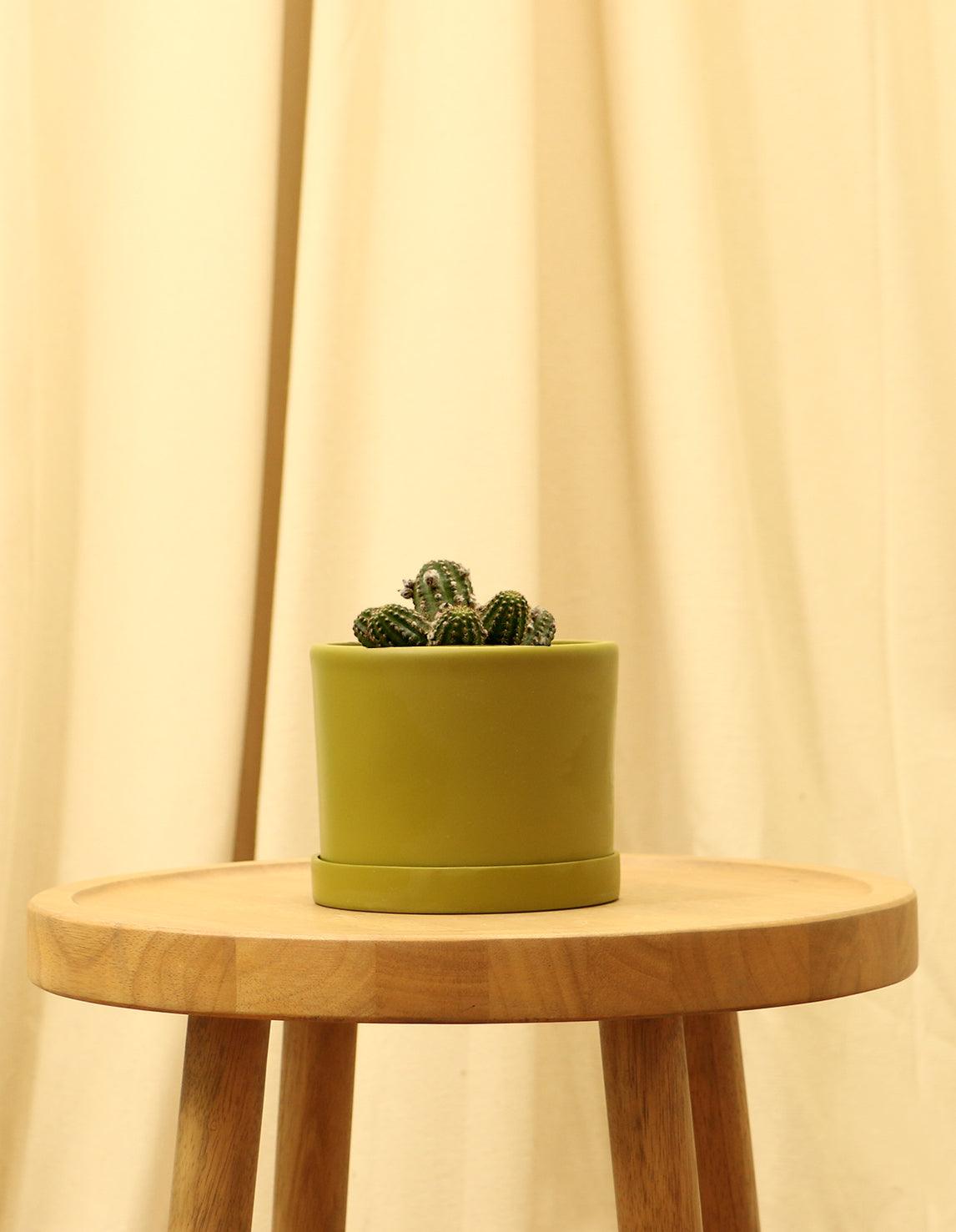 Small Rose Quartz Cactus in green pot.