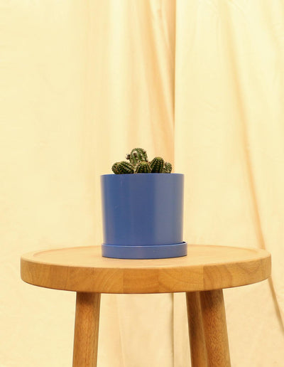 Small Rose Quartz Cactus in blue pot.