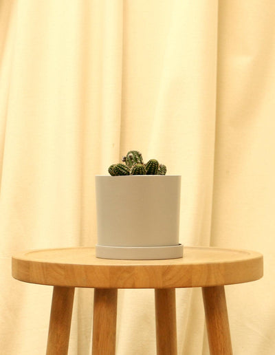 Small Rose Quartz Cactus in grey pot.