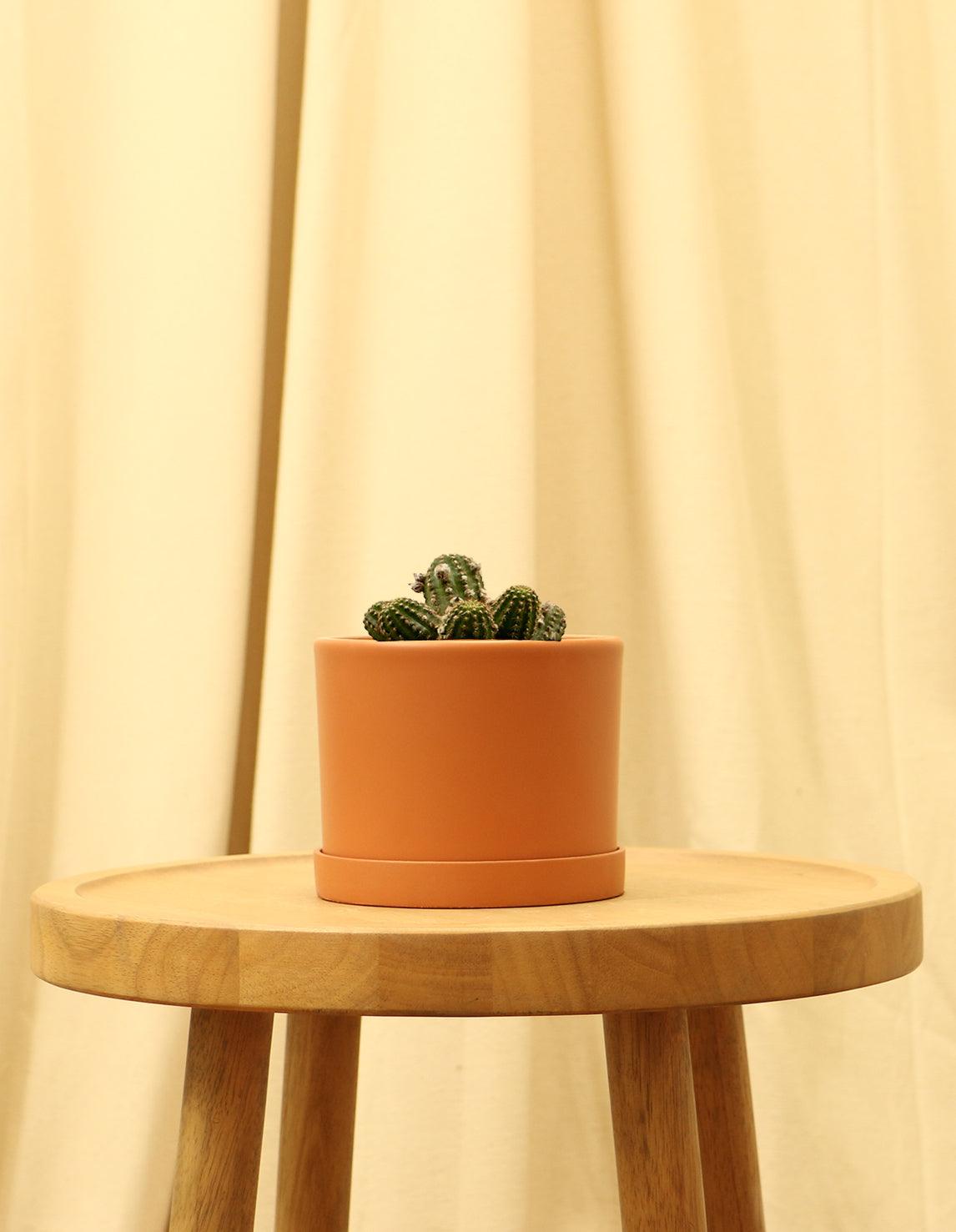 Small Rose Quartz Cactus in orange pot.