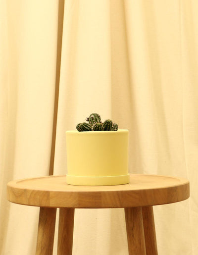 Small Rose Quartz Cactus in yellow pot.