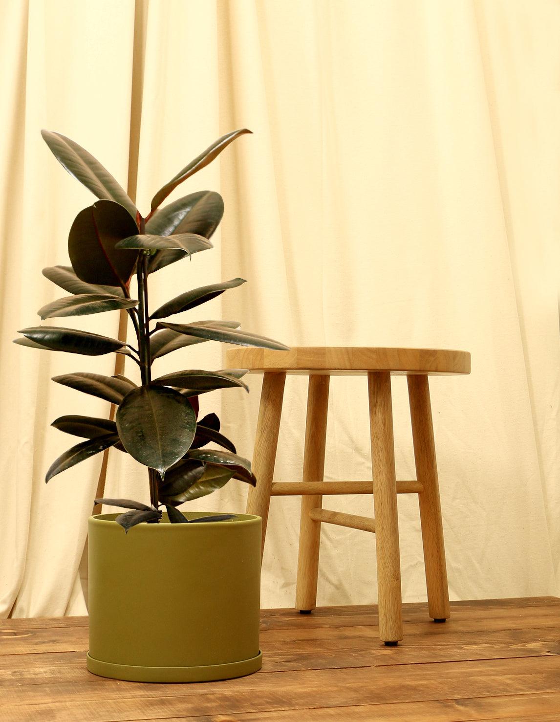 Large Rubber Fig Plant in green pot.