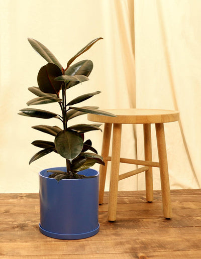 Large Rubber Fig Plant in blue pot.