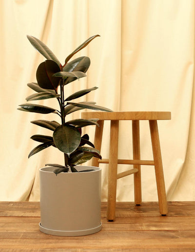 Large Rubber Fig Plant in grey pot.