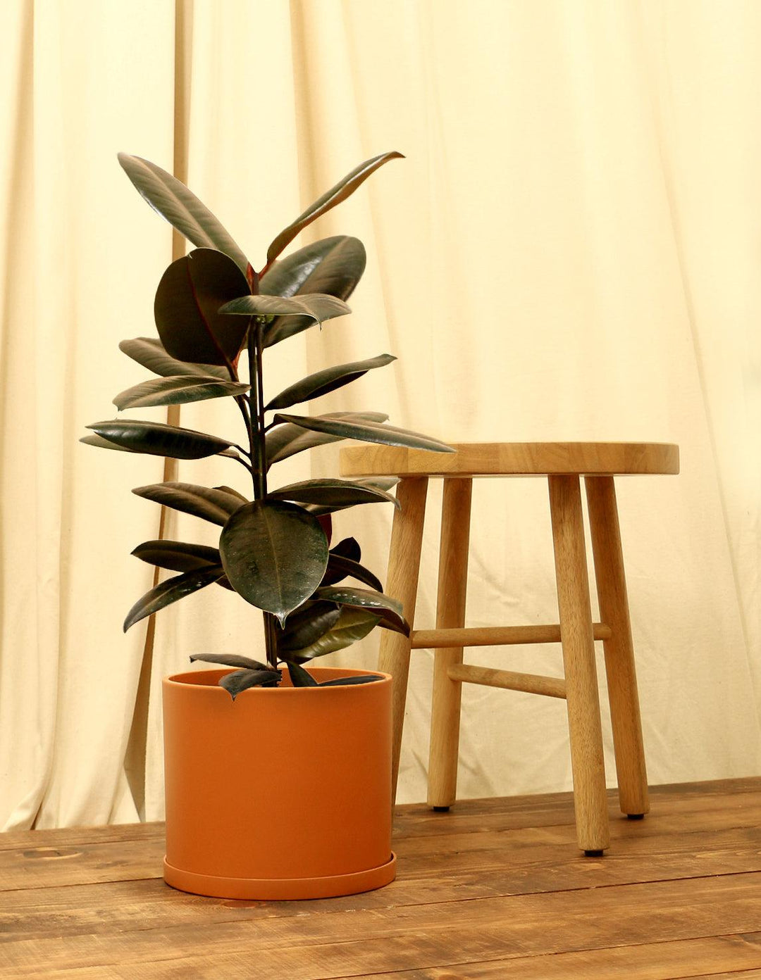 rubber fig indoor plants philippines Indoor Rubber Fig Plant - India Rubber Fig