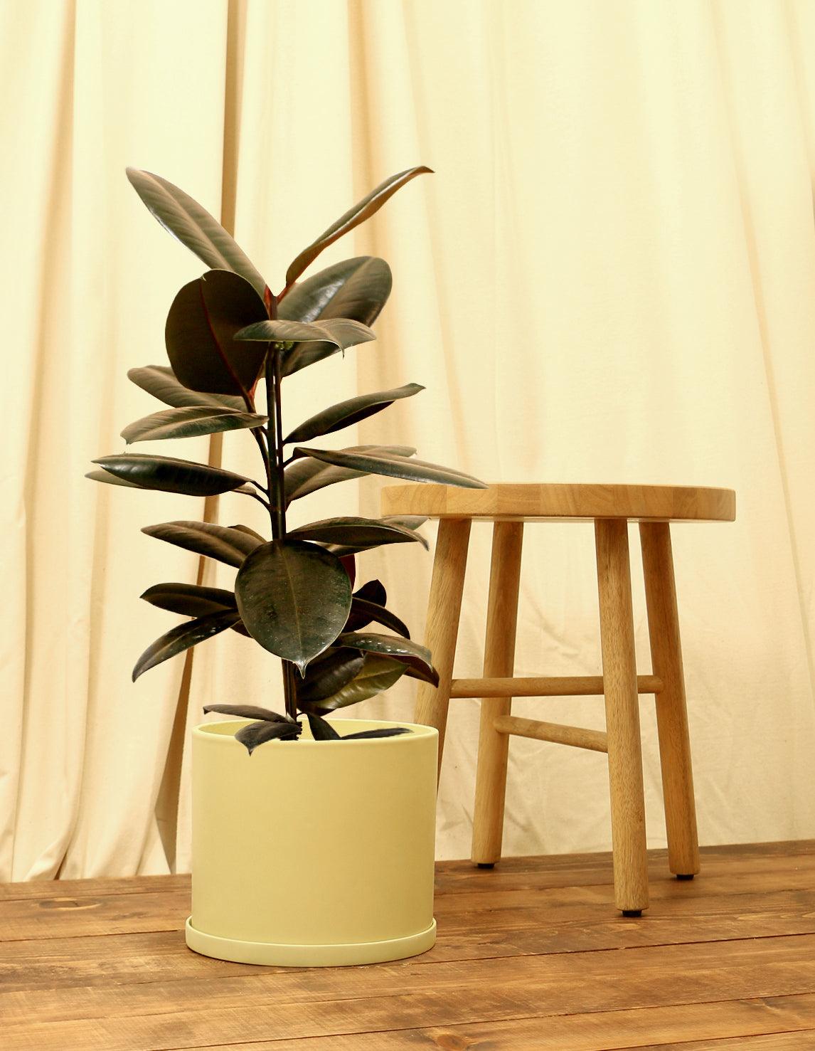 Large Rubber Fig Plant in yellow pot.