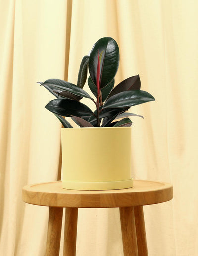 Medium Rubber Fig Plant in yellow pot.