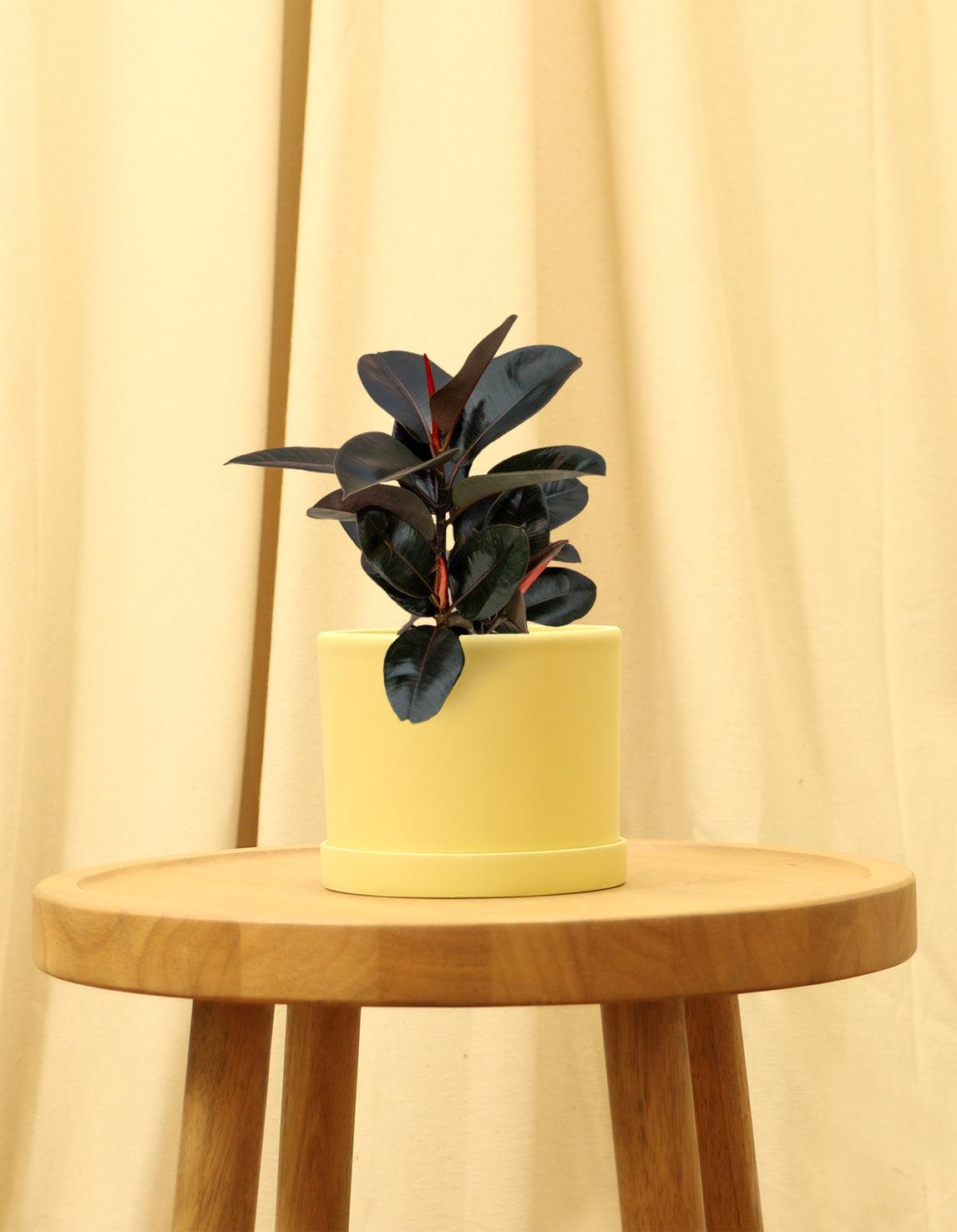 Small Rubber Fig Plant in yellow pot.