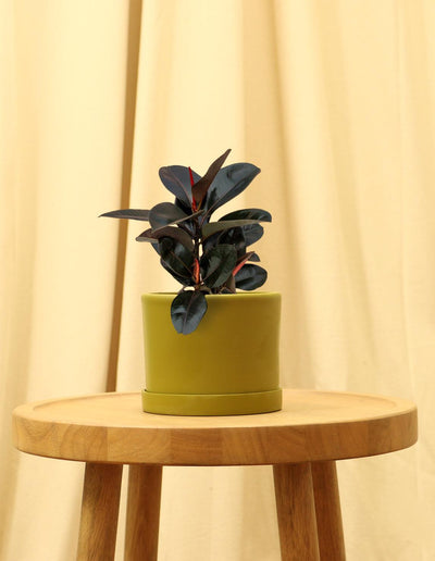 Small Rubber Fig Plant in green pot.