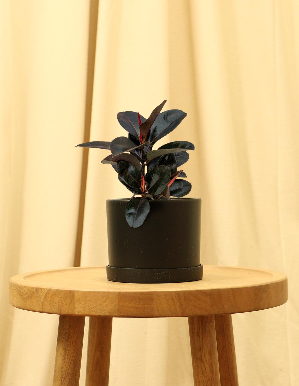 Small Rubber Fig Plant in black pot.