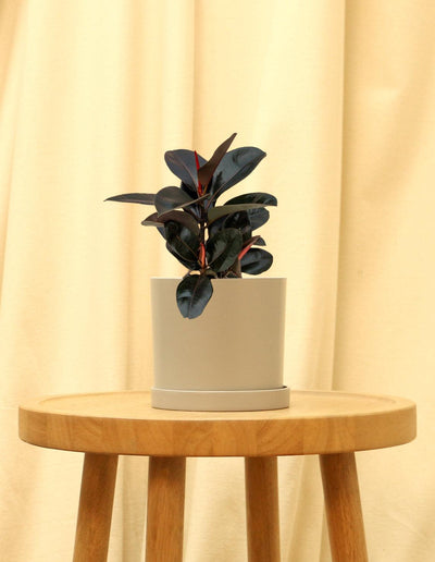 Small Rubber Fig Plant in grey pot.