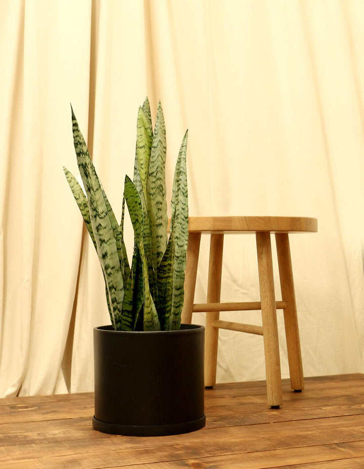starfish snake plants Sansevieria Cylindrica Starfish – Plant Material