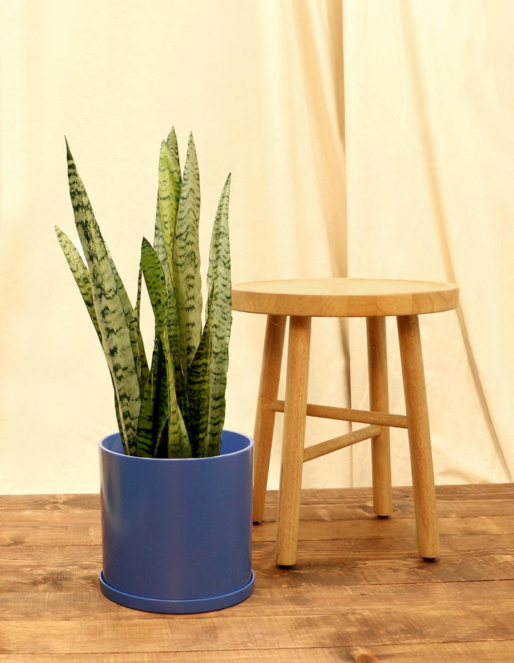 Indoor Snake Plant (Dracaena Trifasciata)