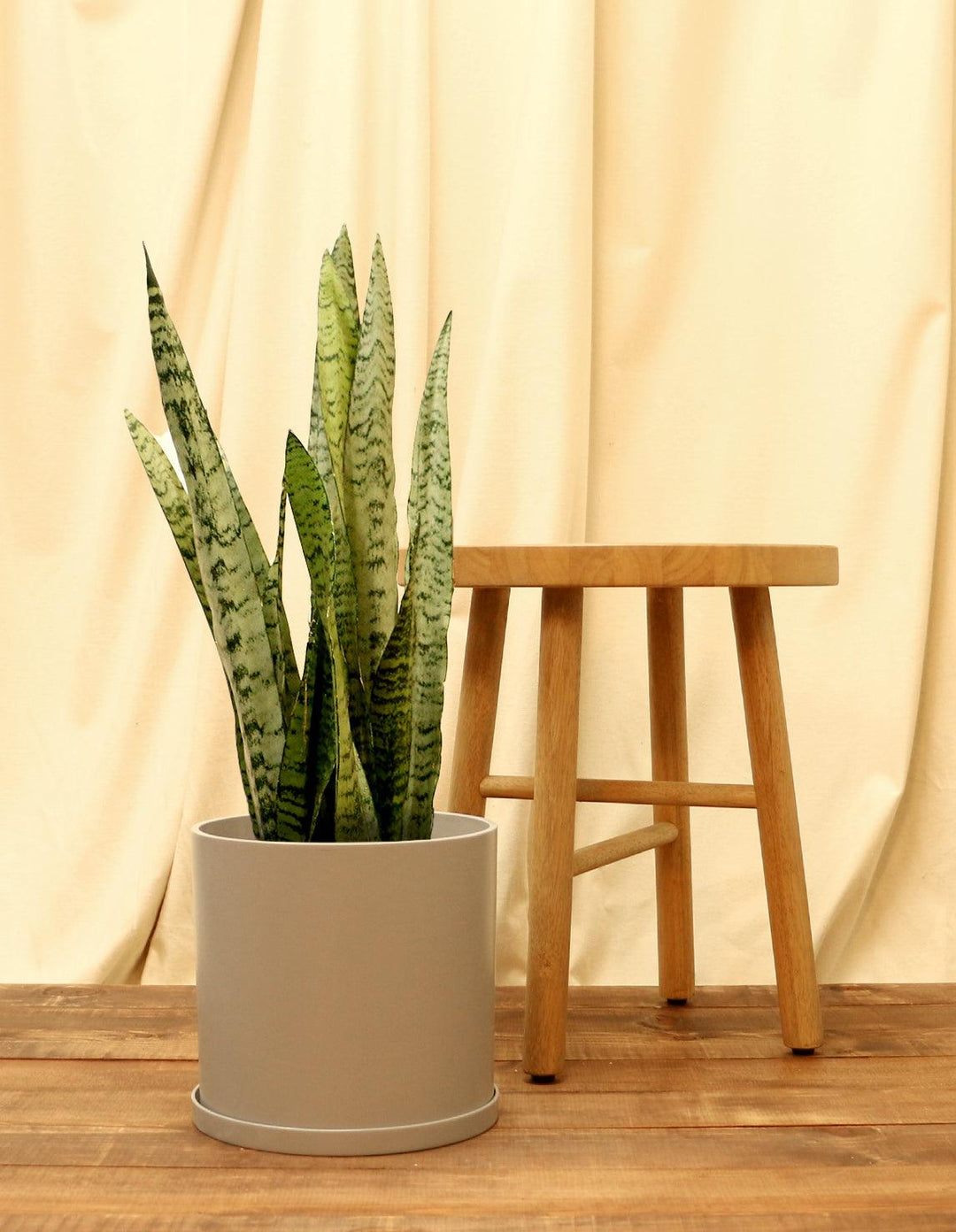 dracaena trifasciata succulent Indoor Snake Plant (Dracaena Trifasciata)