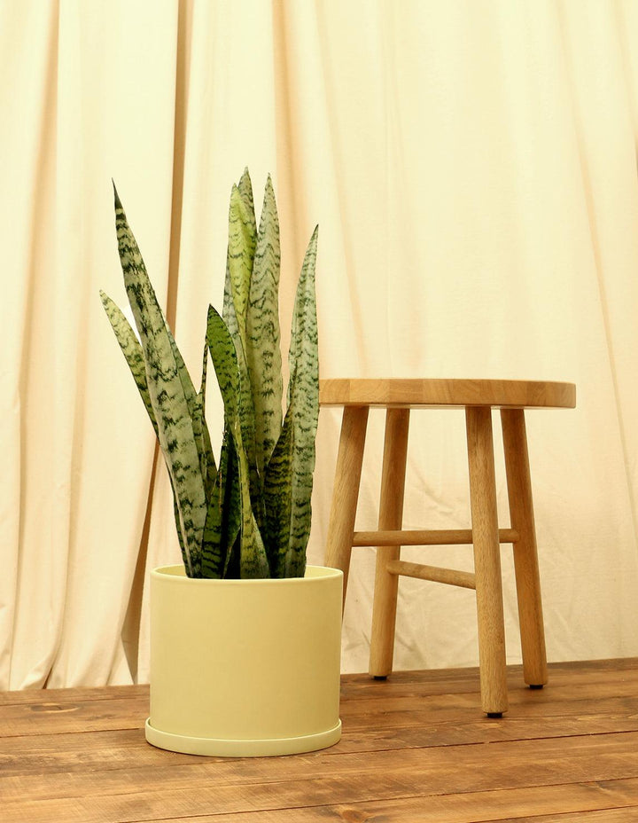 Indoor Snake Plant (Dracaena Trifasciata)