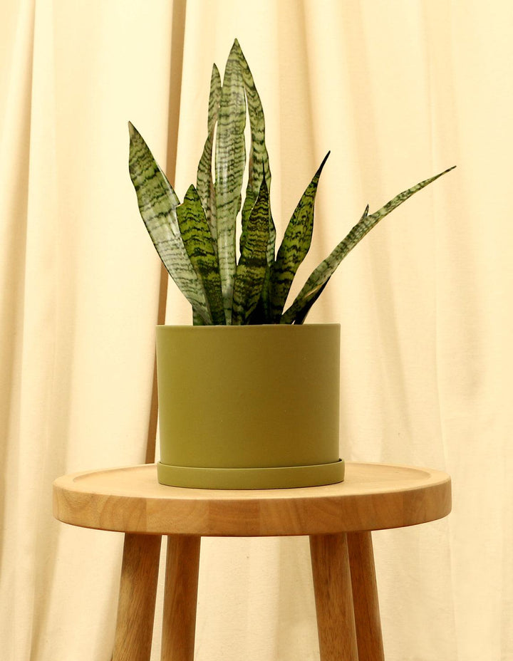 medium snake plant Indoor Snake Plant (Dracaena Trifasciata)