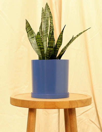 Medium Snake Plant - Dracaena Trifasciata in blue pot.