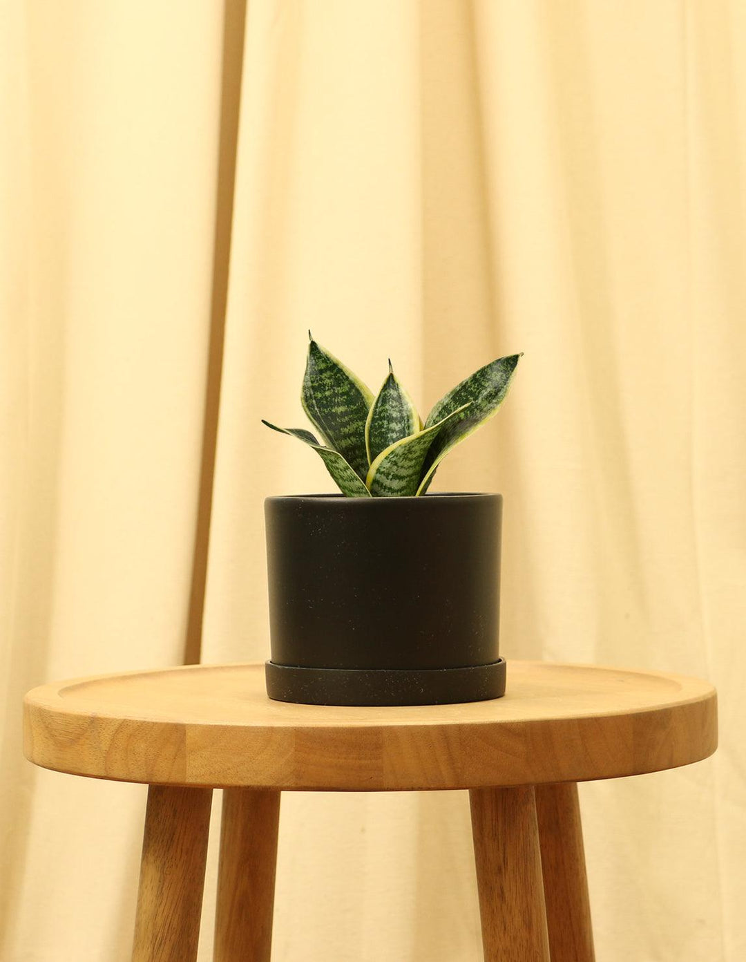 coffee snake plant Indoor Snake Plant (Dracaena Trifasciata)