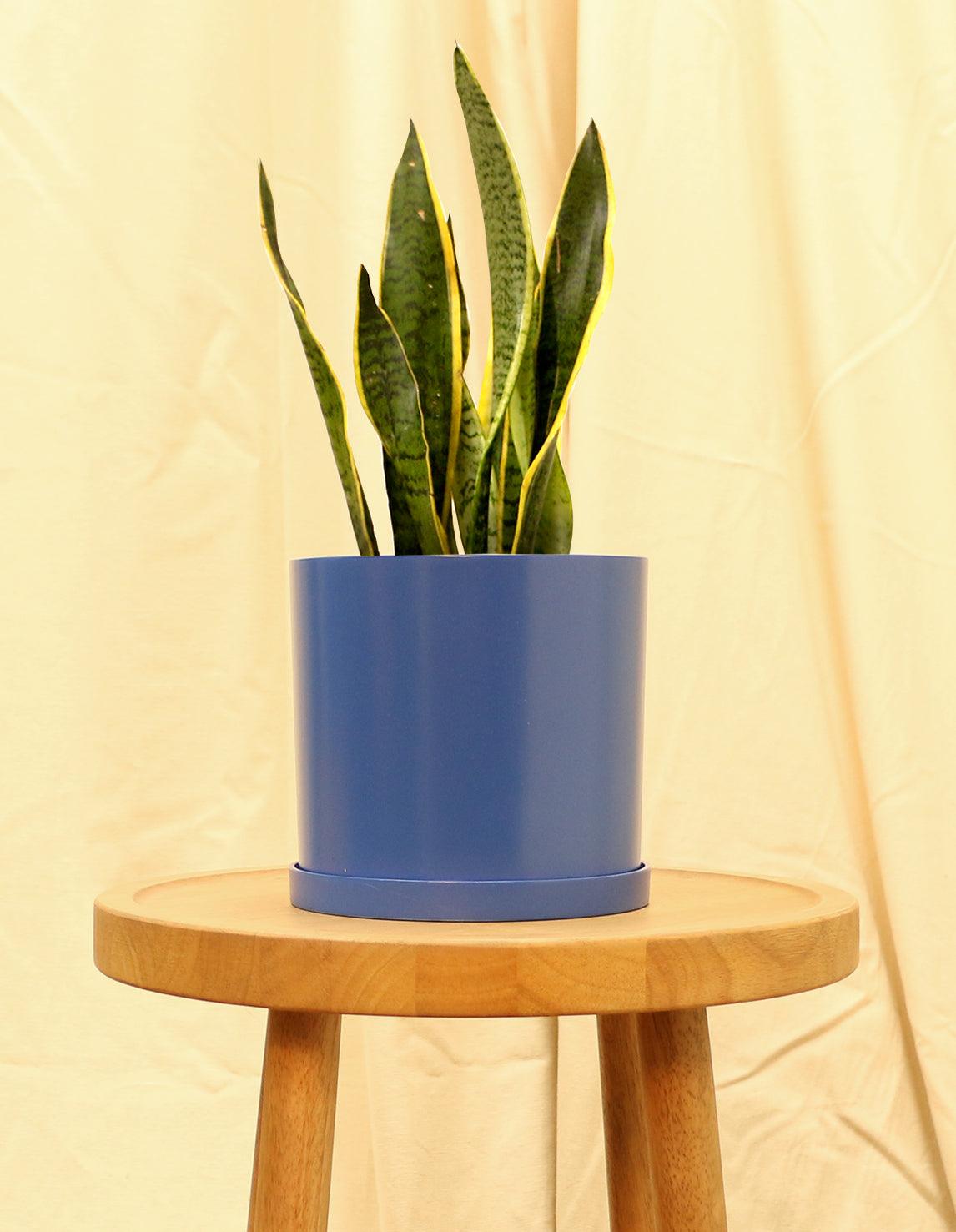 Medium Variegated Snake Plant in blue pot.
