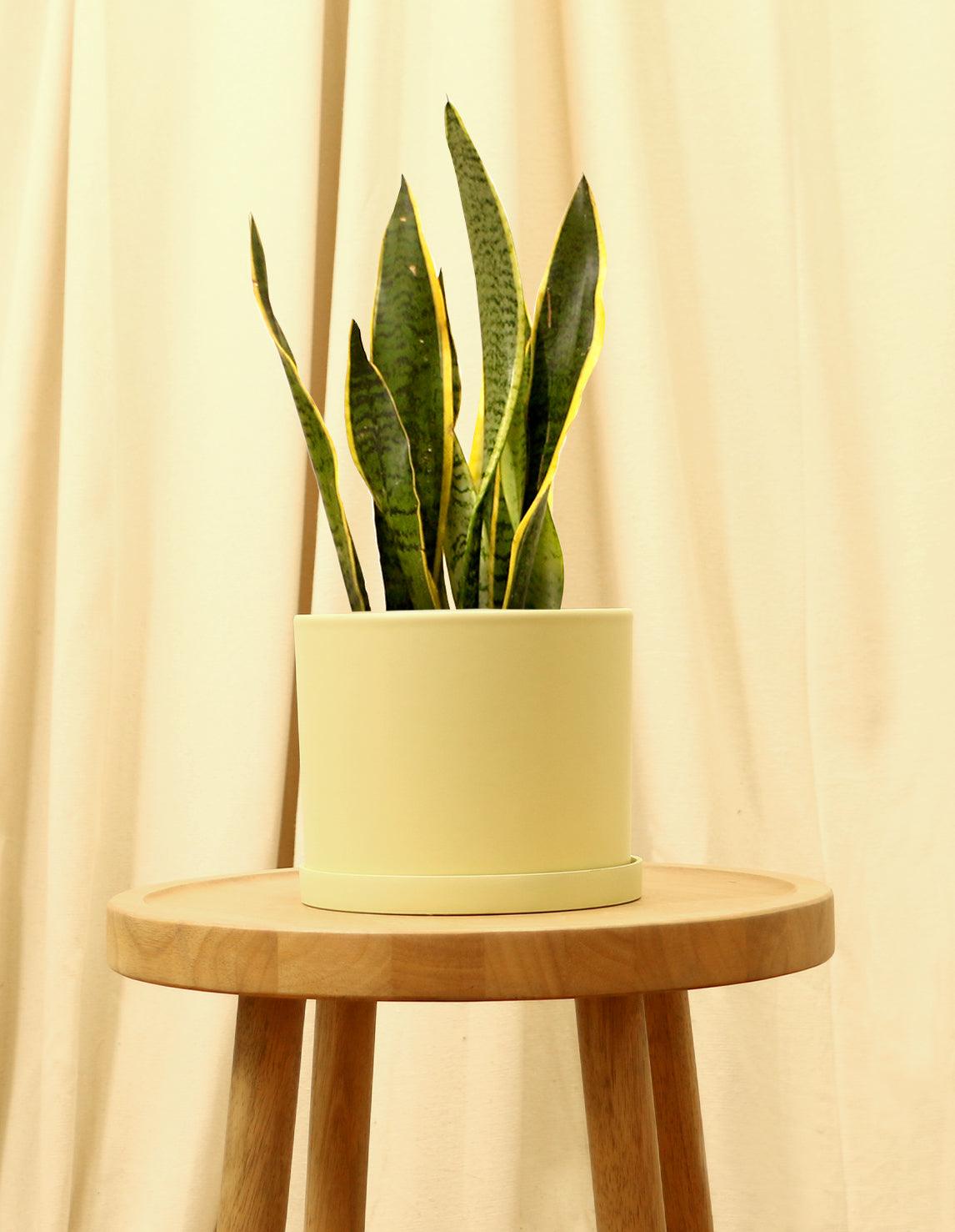 Variegated Snake Indoor Plant - Sansevieria Trifasciata