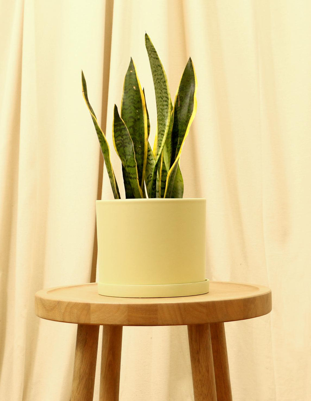 Variegated Snake Indoor Plant