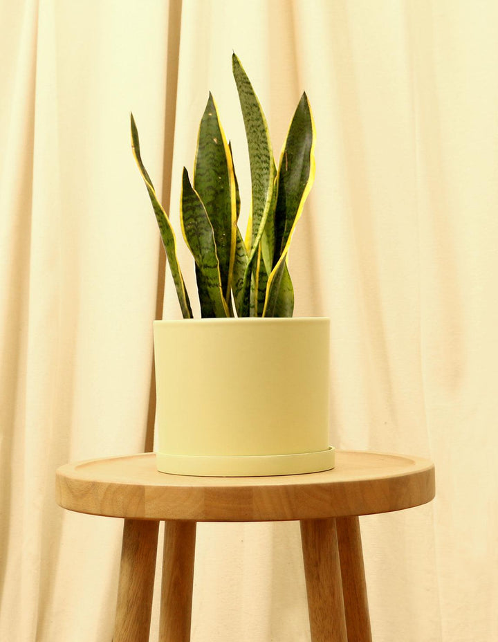 Variegated Snake Indoor Plant