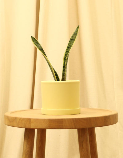Small Variegated Snake Plant in yellow pot.
