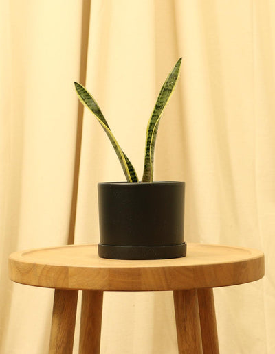 Small Variegated Snake Plant in black pot.