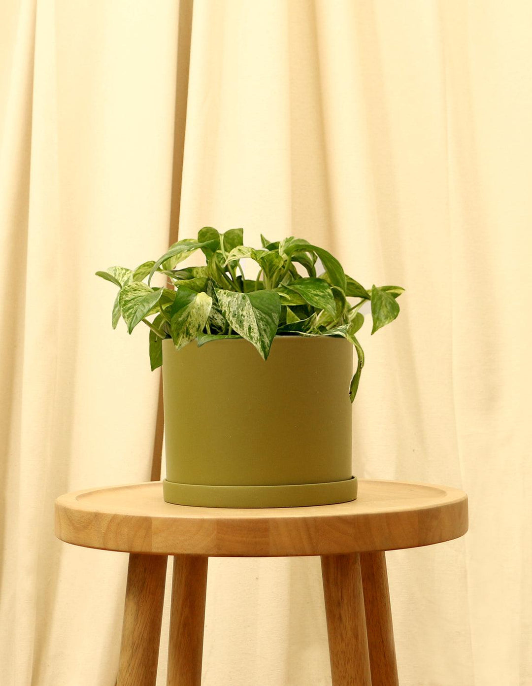 snow queen pothos near me Snow Queen Pothos Indoor Plant (Potted & Delivery Ready) – Plantquility  Houseplants