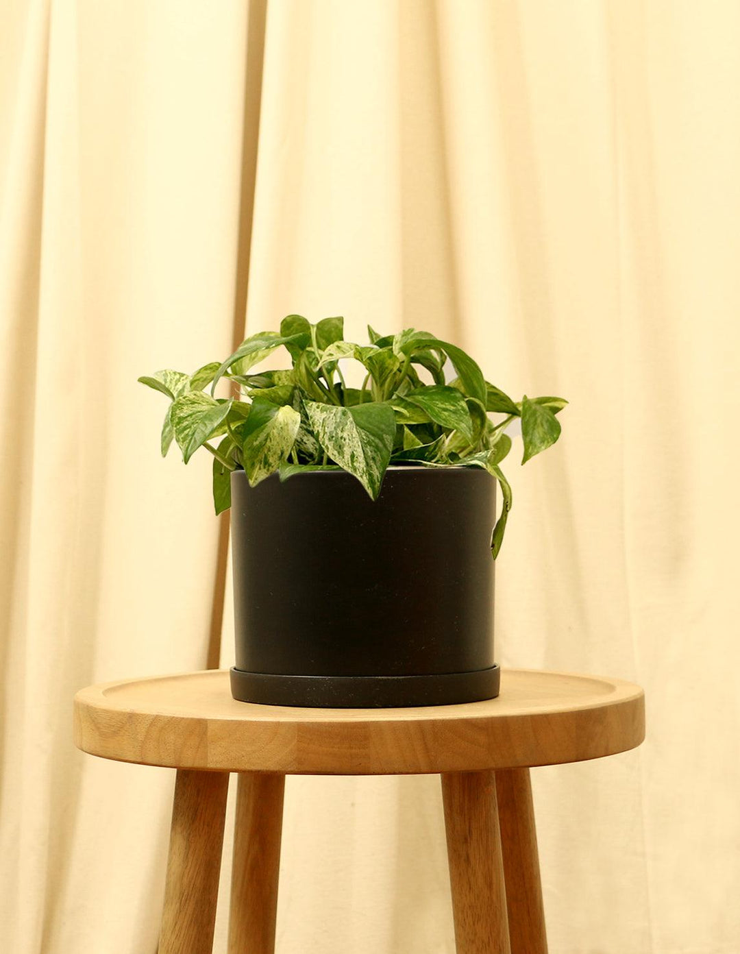 8 inch pothos Pothos Marble Queen | Epipremnum Marble Queen Pothos Plant in 6” Pot | Easy-Care Potted Houseplants for sale | Trailing Indoor Plants