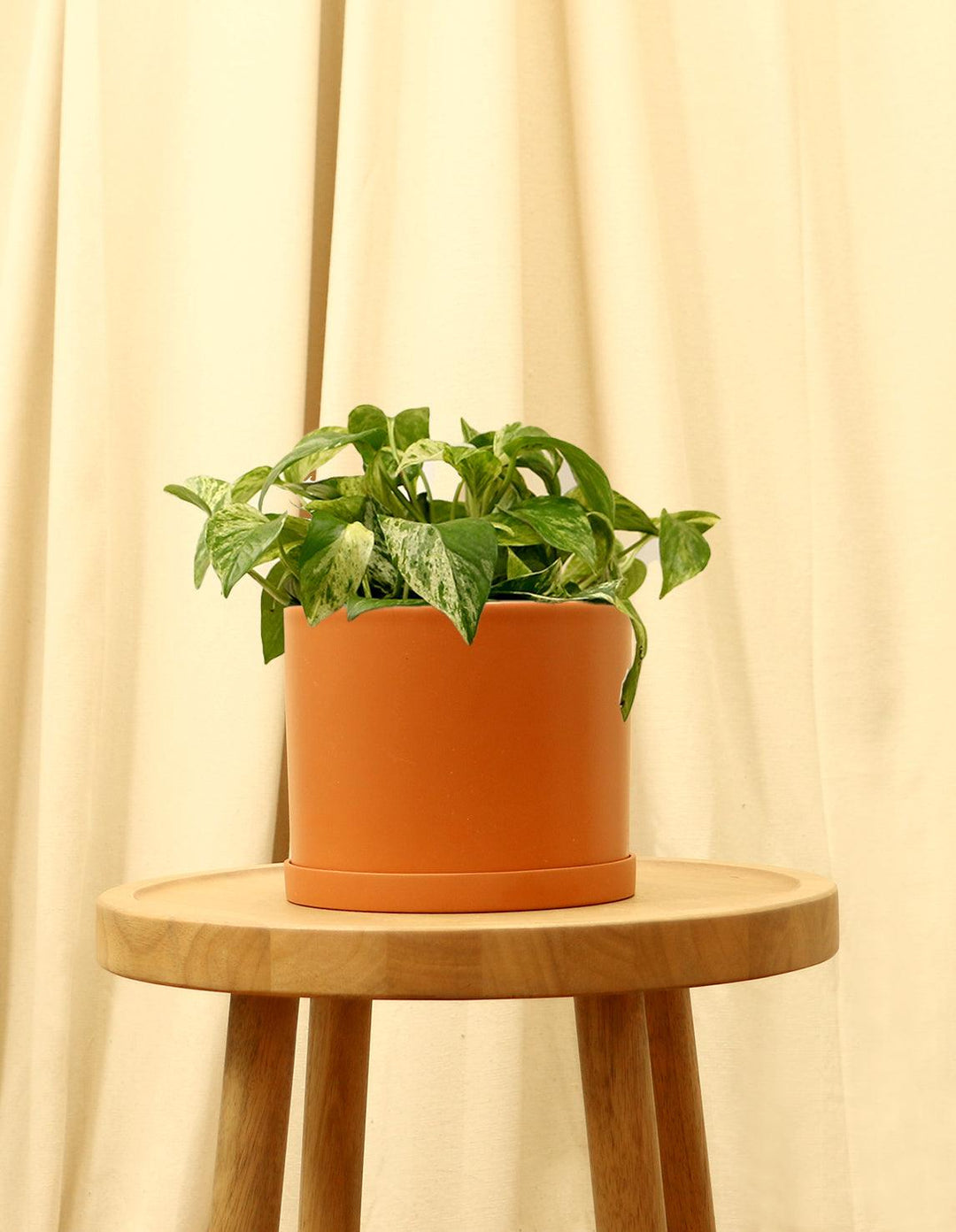 pothos terracotta Pothos Marble Queen | Epipremnum Marble Queen Pothos Plant in 6” Pot | Easy-Care Potted Houseplants for sale | Trailing Indoor Plants