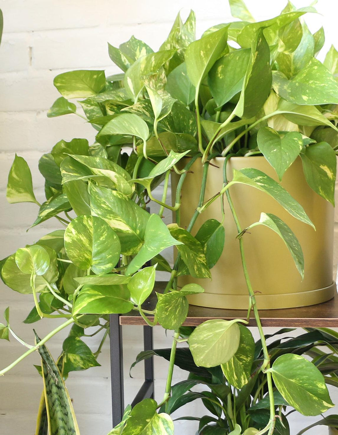 house vine plant Snow Queen Pothos Indoor Plant (Potted & Delivery Ready) – Plantquility Houseplants