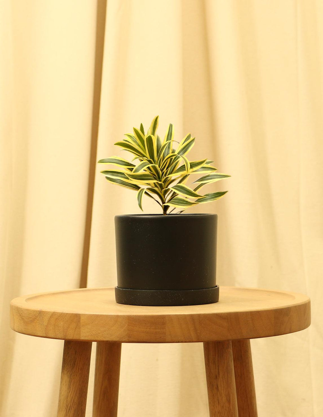 Song of India House Plant - Dracaena Reflexa