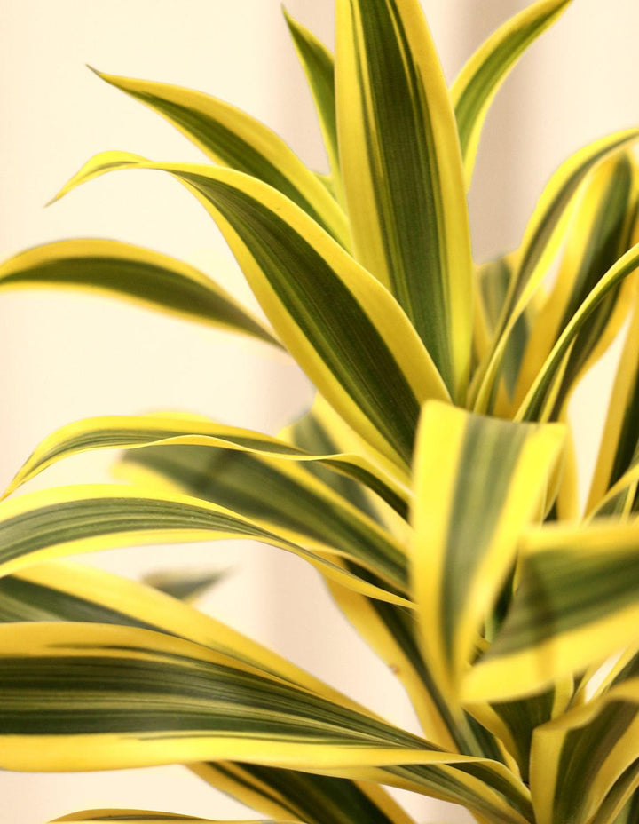 Song of India House Plant - Dracaena Reflexa