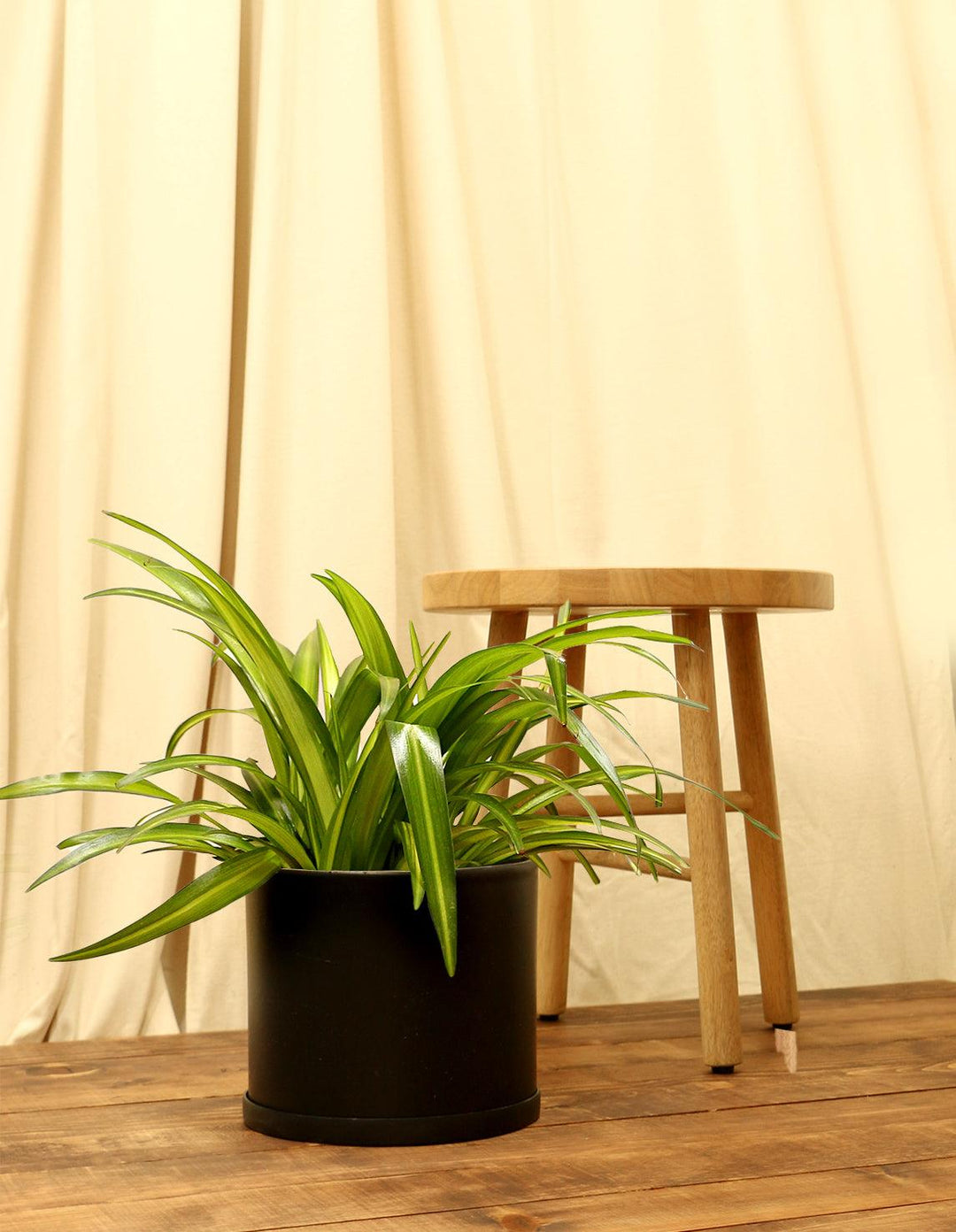 wood spider plant Spider Indoor Plant - Chlorophytum Comosum