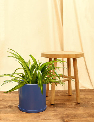 Large Spider Plant in blue pot.
