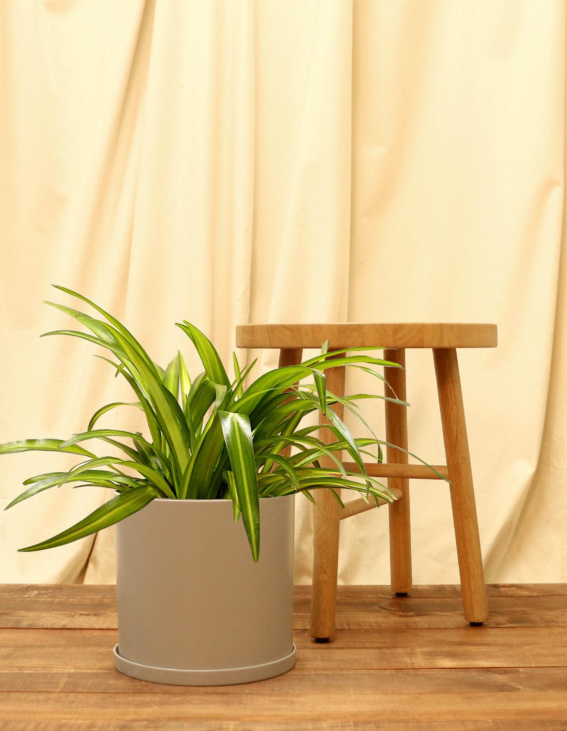 Large Spider Plant in grey pot.