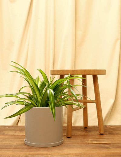 Large Spider Plant in grey pot.