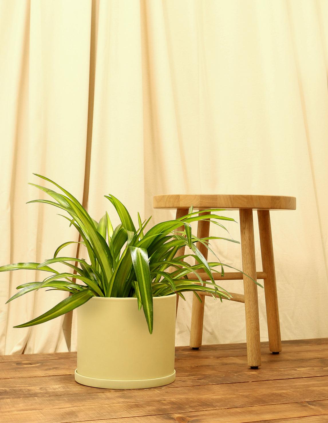 Large Spider Plant in yellow pot.