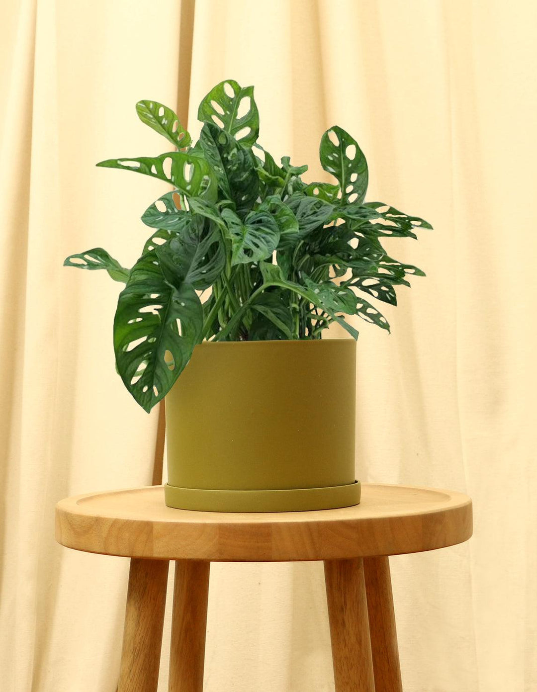 Swiss Cheese Vine Plant