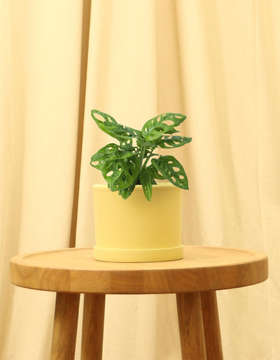 Small Swiss Cheese Plant in yellow pot.