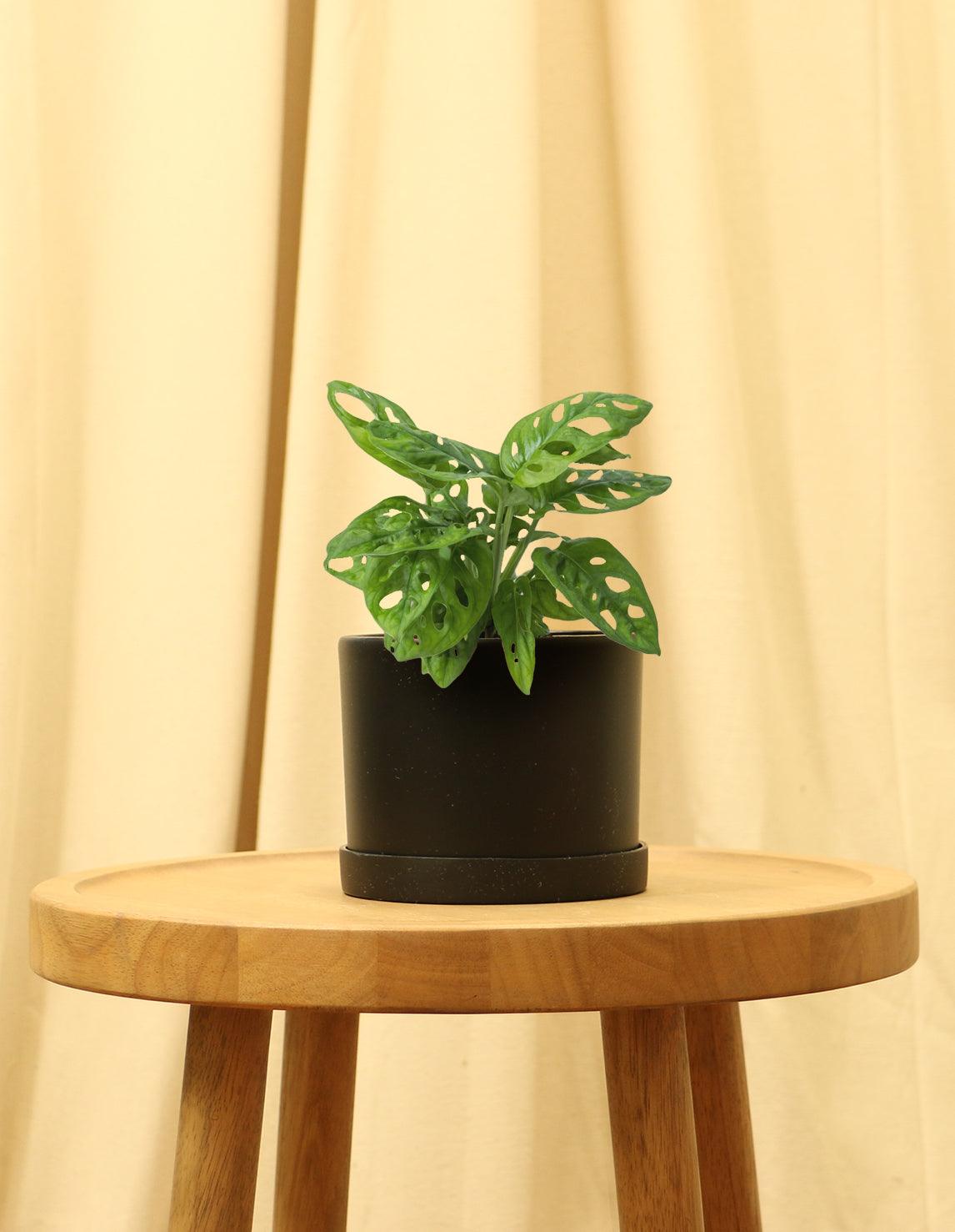 Small Swiss Cheese Plant in black pot.